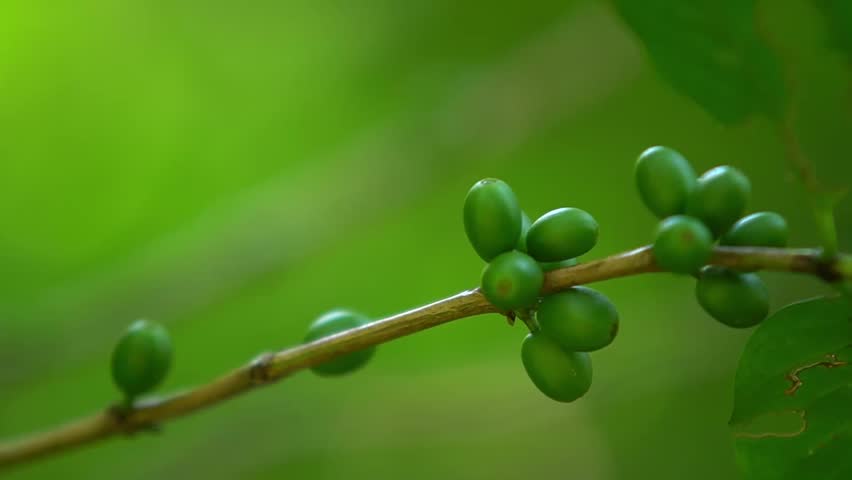 Close up shoot on the tree and flower in the forest