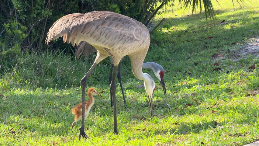 Two adult sandhill cranes watch over their small chick while foraging in the grass. The baby bird stands between them in a sunny natural setting.