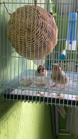 Breeding birds on the porch, for the zebra finch species originating from Australia. This finch is easy to breed even in a small house. This video shows a zebra finch nest check at night. A pair of finches, a crested black-cheeked zebra and a pastel zebra, are seen eating extra food to maintain their health and fertility.