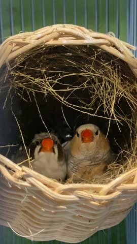 Breeding birds on the porch, for the zebra finch species, which originates from Australia. This finch is easy to breed, even in a small house. This video shows a zebra finch nest check at night. A pair of crested black-cheeked zebra finches and pastel zebra finches are visible.