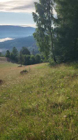 Scenic mountain meadow above a sea of clouds with forested ridges in the distance and clear blue sky. Peaceful natural landscape conveying freedom, calmness and untouched highland nature.