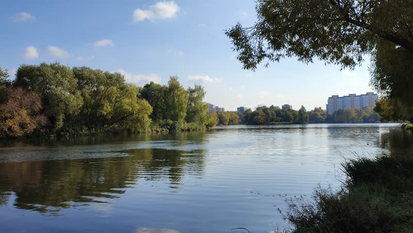 Willows and birches grow on the grassy shore of the lake. Ducks are swimming. Ripples run through the water. There are buildings on the opposite shore. Sunny autumn weather and blue sky with clouds