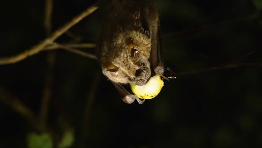 Nighttime close-up of a frugivorous bat in Costa Rican wildlife, feeding among tropical trees, showcasing nocturnal behavior and natural habitat.