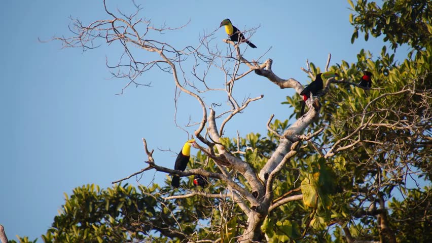 Low angle view of a group of keel-billed toucans on a tree branch against blue sky, showing tropical wildlife behavior in Costa Rica.