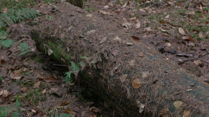 A large, decaying tree trunk lies horizontally on a forest floor, covered with dry pine needles and surrounded by brown autumn leaves and small green ferns.