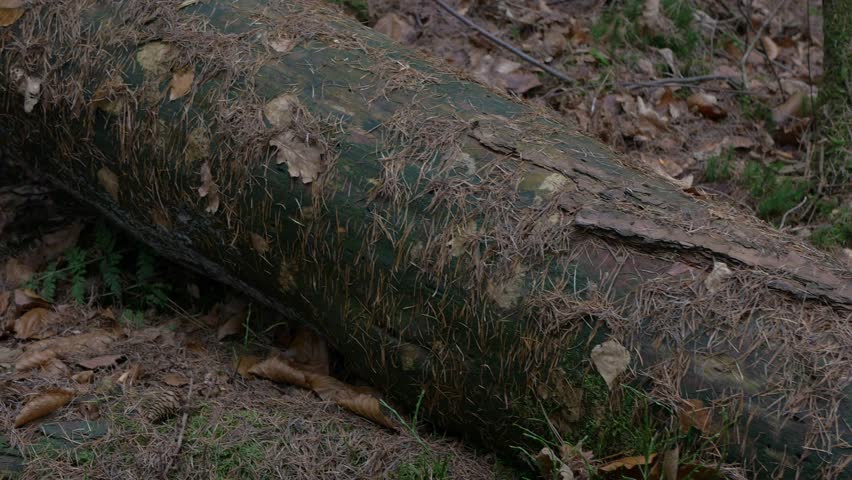 A large, decaying tree trunk lies horizontally on a forest floor, covered with dry pine needles and surrounded by brown autumn leaves and small green ferns.