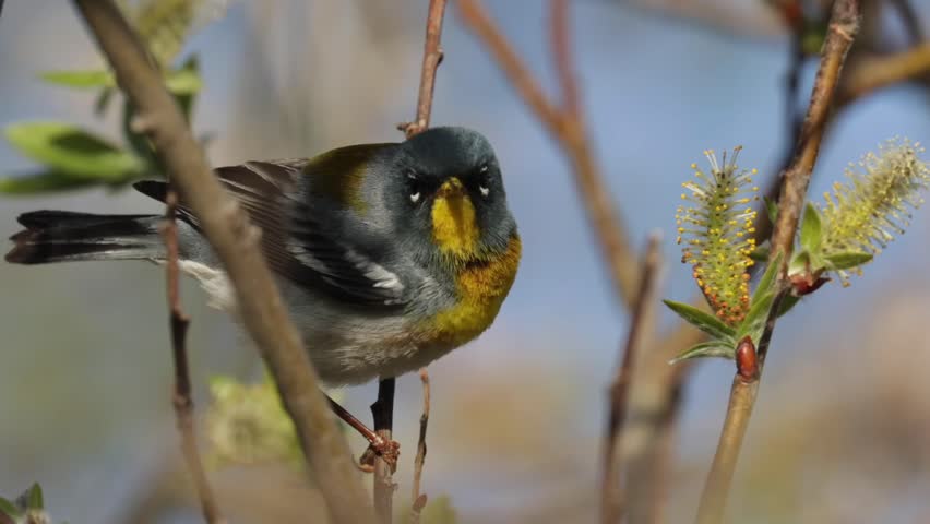 Northern parula warbler bird perched on a willow branch feeding on nectar and insects