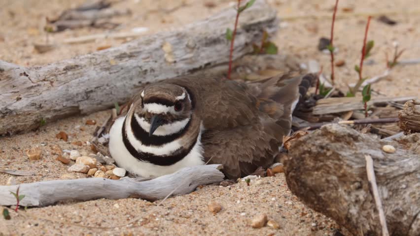 Killdeer bird sitting on nest in sandy ground environment with dry wood branches