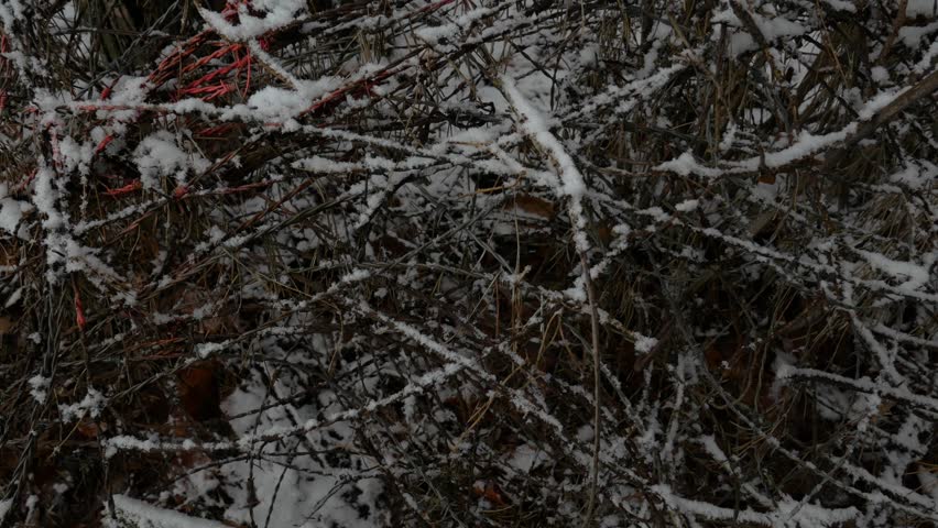 A close-up of a tangle of rusty and grey barbed wire caught in forest branches, lightly covered in fresh white snow during a cold winter day, suggesting a barrier.