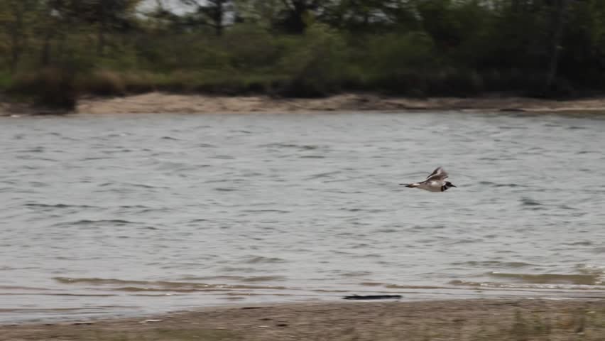 Killdeer bird flying low over sparkling lake water on a bright sunny day outdoor