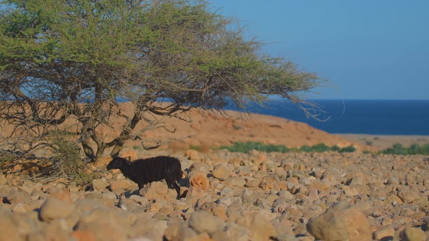 A black goat stands under an Argania spinosa tree on a rugged, rocky coastline overlooking the blue ocean in Qalhat, Oman. The scene captures the unique desert-meets-sea landscape and local wildlife,