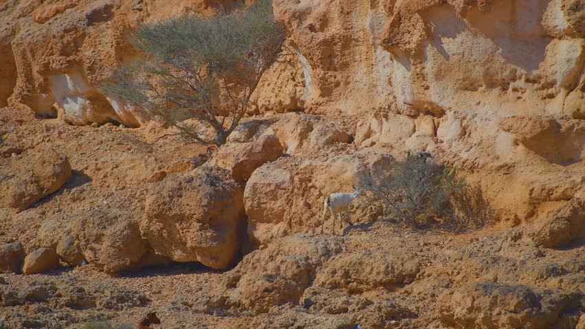 Scenic footage of a dry, rugged desert landscape featuring a small green tree and shrub growing amidst the orange and tan rocky cliffs and sand in Qalhat, Oman.