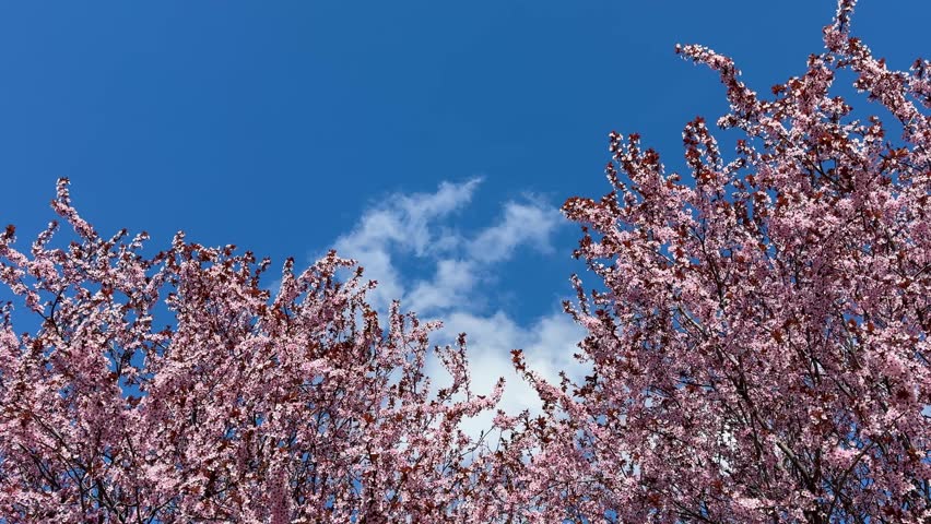 Pink cherry blossom against spring blue sky.