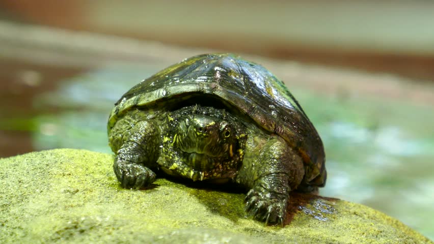Water turtle sitting on rock looking at camera