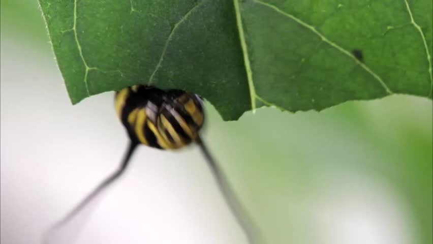 Monarch butterfly caterpillar - Danaus plexippus