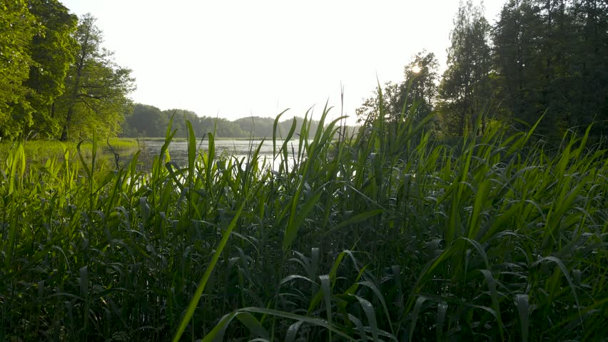 Backwards aerial reveal of a white wooden arch bridge over a calm lake at sunset with glowing light through trees and mirror like reflections on the water.