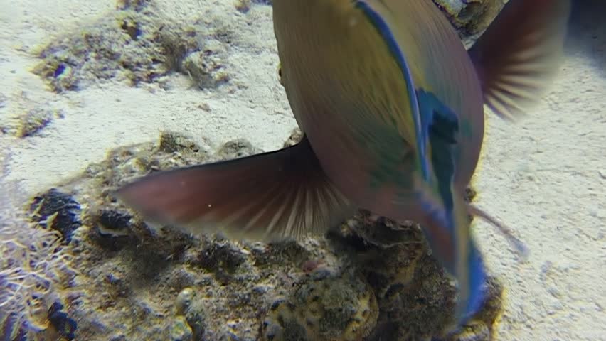 An attractive scrawled filefish explores the stunning coral reefs of the Red Sea in the afternoon. The light reflects on the fish scales creating an awesome view.