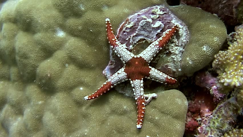 Observing the wonders of marine life. A beautiful red and white starfish finds respite on a coral reef. Captured during the day at Sipadan Island, Indonesia.