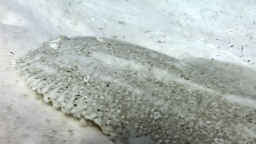 Underwater, a flatfish perfectly camouflages against the white sand. Watch how effectively it disappears into its surroundings. A master of disguise in the ocean