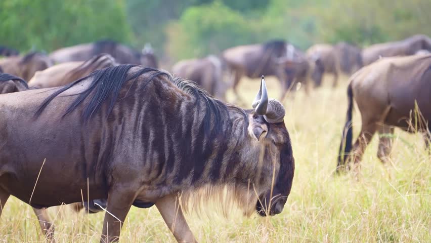 Wildebeest herd grazing on the savanna in Serengeti National Park in Tanzania. popular wildlife safari tourism destination in Africa. 