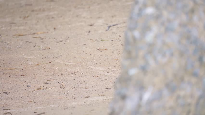 African penguin at Boulders Beach in Simon