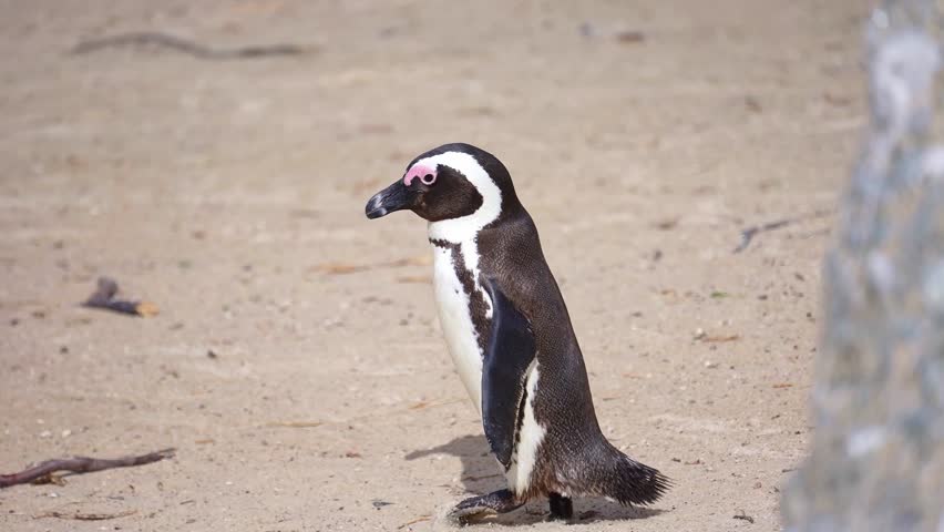 African penguin at Boulders Beach in Simon's Town, South Africa, a popular tourist destination near Cape Town. protected colony of penguins.