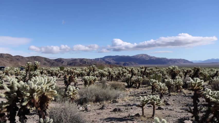  Joshua Tree National Park Desert Landscape with Cholla Cactus Garden