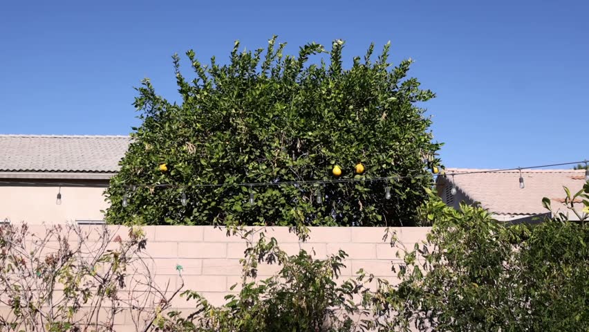Fresh Yellow Lemons Ripening on Tree Branch Over Garden Fence