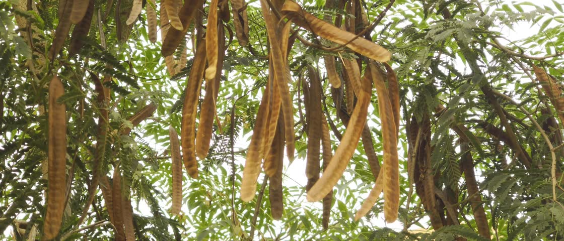 Dry brown seed pods hanging from tree branches with green leaves in warm natural sunlight