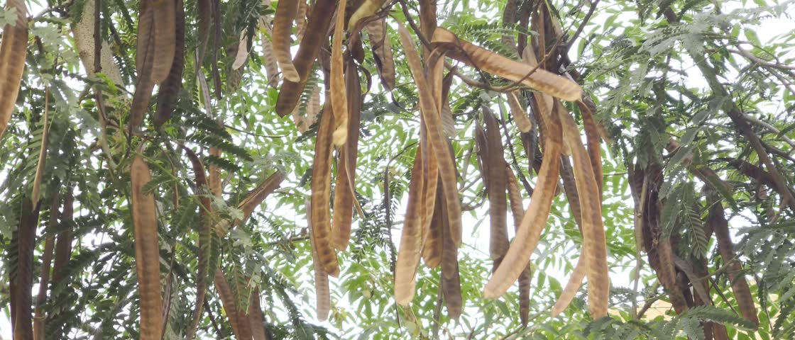 Dry brown seed pods hanging from tree branches with green leaves in warm natural sunlight