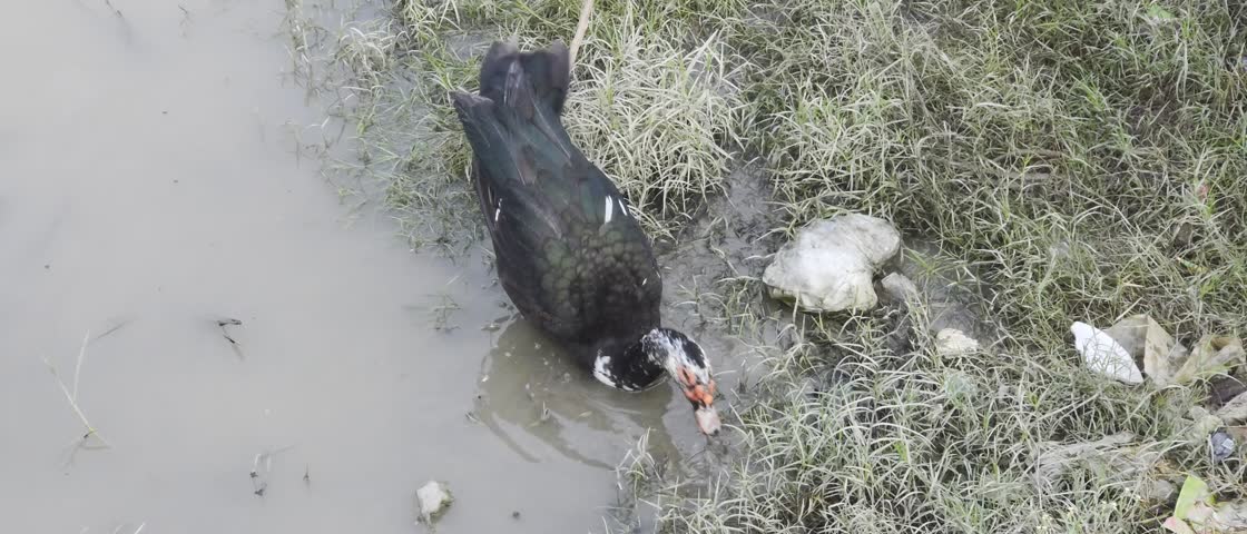 Black domestic duck drinking water at muddy pond edge surrounded by grass in rural farm area