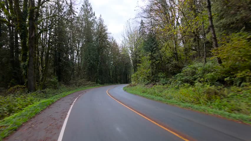 Driving Through a Serene Forest Road in Beautiful British Columbia, Canada
