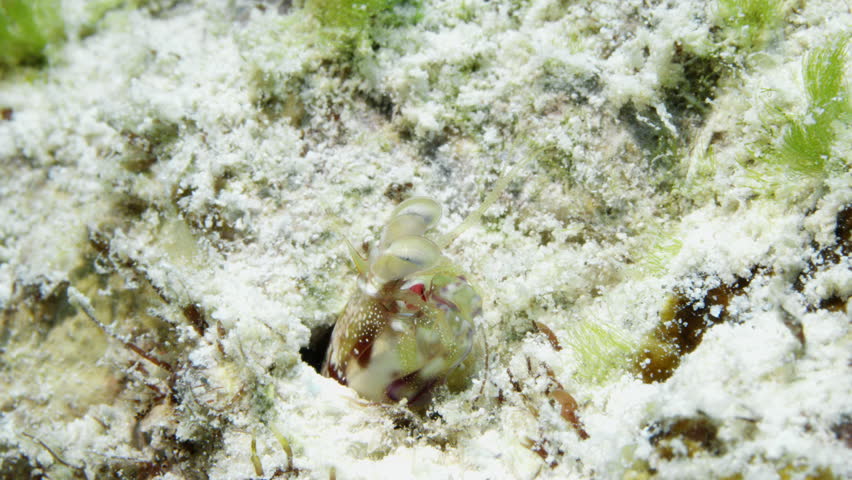 A cute Common mantis shrimp looks around the ocean floor while pocking out of a crevice on the sandy coral reef.