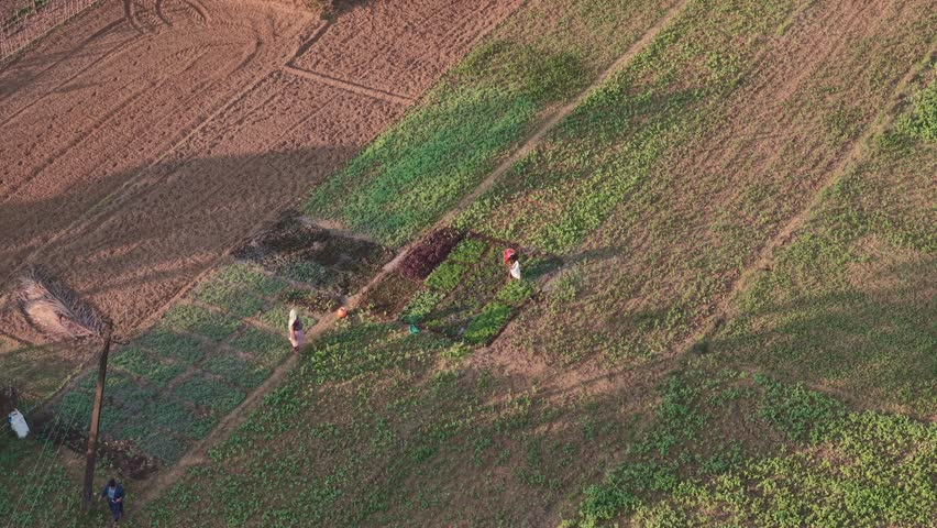 Aerial view of rural vegetable farms with farmers working among palm trees and lush green crop plots in warm morning light showcasing traditional agriculture and community effort
