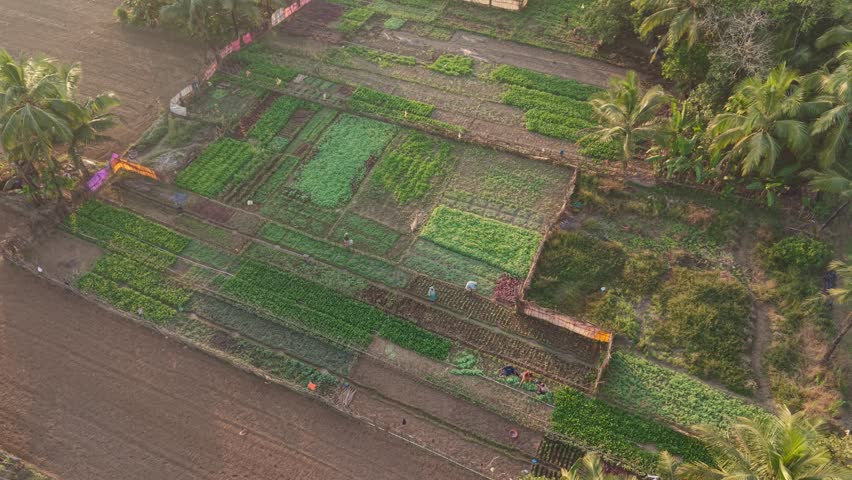 Aerial view of rural vegetable farms with farmers working among palm trees and lush green crop plots in warm morning light showcasing traditional agriculture and community effort
