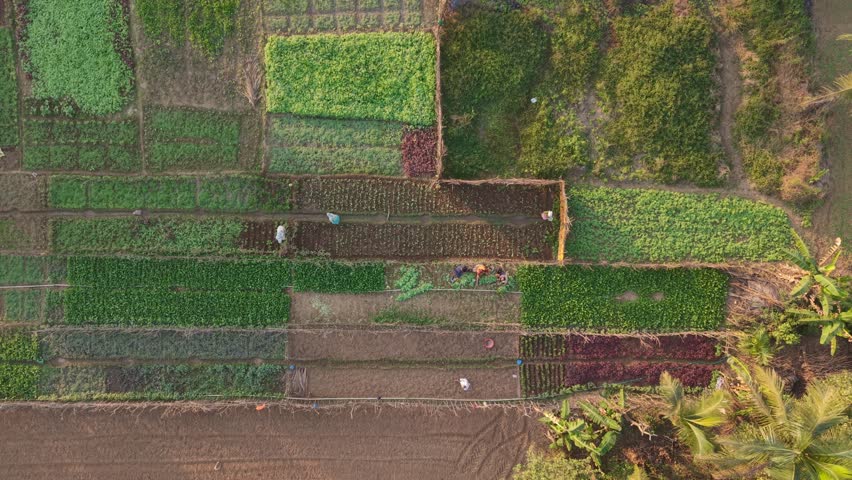 Aerial view of diverse vegetable farm with multiple rectangular crop plots and farmers working in different sections, showing a variety of green, red, and brown hues under golden hour sunlight with visible palm trees and pathways suggesting rural agriculture and community farming effort

