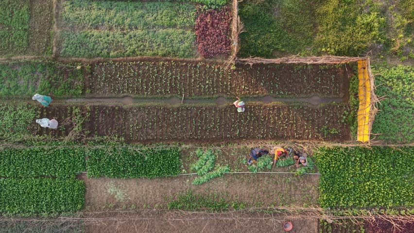 Aerial view of diverse vegetable farm with multiple rectangular crop plots and farmers working in different sections, showing a variety of green, red, and brown hues under golden hour sunlight with visible palm trees and pathways suggesting rural agriculture and community farming effort
