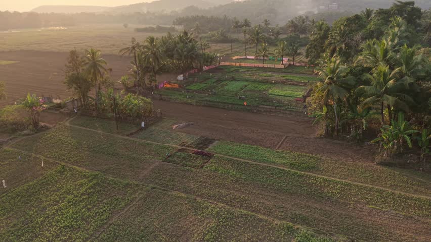Aerial view of rural vegetable farms with farmers working among palm trees and lush green crop plots in warm morning light showcasing traditional agriculture and community effort

