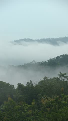 Dense white mist rolling over lush green tropical forest mountains in a moody morning atmosphere.
