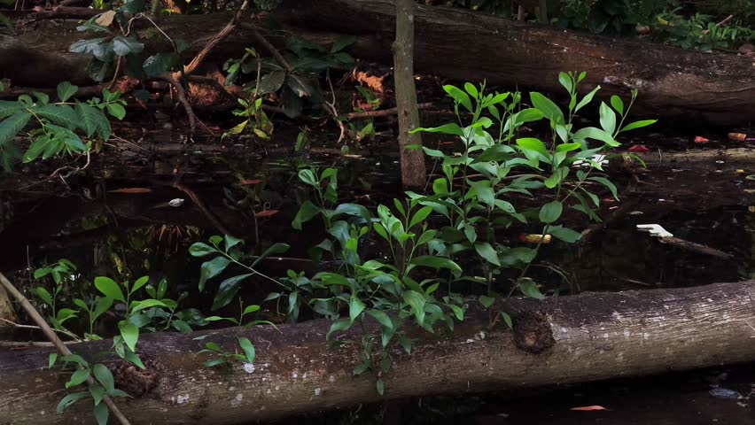 Green plant growing on a fallen log in dark swamp water. Nature resilience and regrowth concept in a wetland environment.