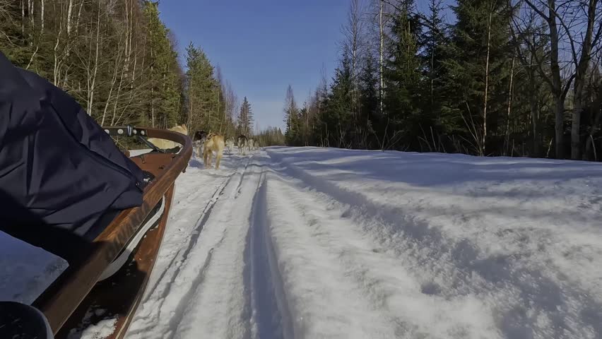 Side-mounted POV from a dog sled gliding along a packed trail through boreal woods, dogs running ahead in deep powder snow. Nordic travel footage.
