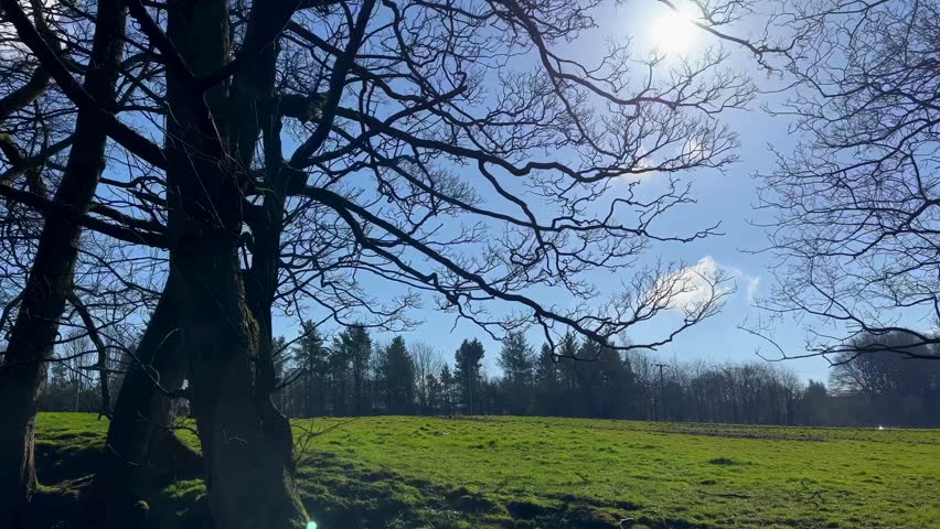 Trees Framing a Green Meadow in Daylight