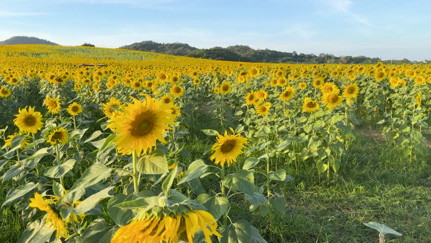 Bright yellow sunflowers bloom across a vast field with mountains in the background