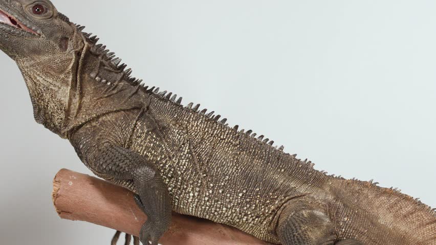 A brown sailfin lizard sits on a branch, opening its mouth against a white background