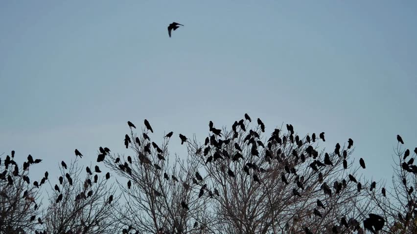 Flock of Birds Resting and Flying at Dusk