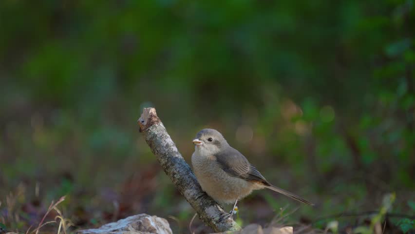 Gray Bushchat female birdwatching in the forest.