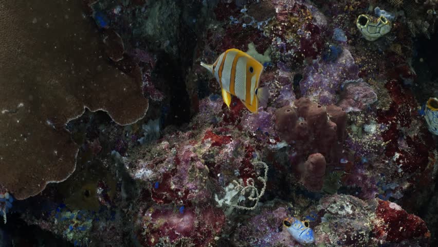 Copperband Butterflyfish (Chelmon rostratus) swimming gracefully near a coral reef in tropical waters. High resolution 4K underwater footage of exotic marine life