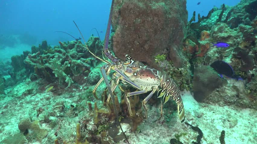 Underwater close up shot of a large Caribbean Spiny Lobster (Panulirus argus) moving on a colorful coral reef. Tropical marine life and crustacean wildlife in clear blue ocean water