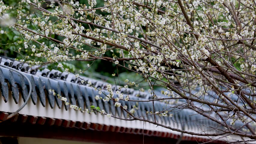 Stunning 4K UHD footage of plum blossom gardens and forests, featuring wintersweet, cold plum and spring plum in bloom, with frost or snow dusting delicate petals under golden hour sunlight.