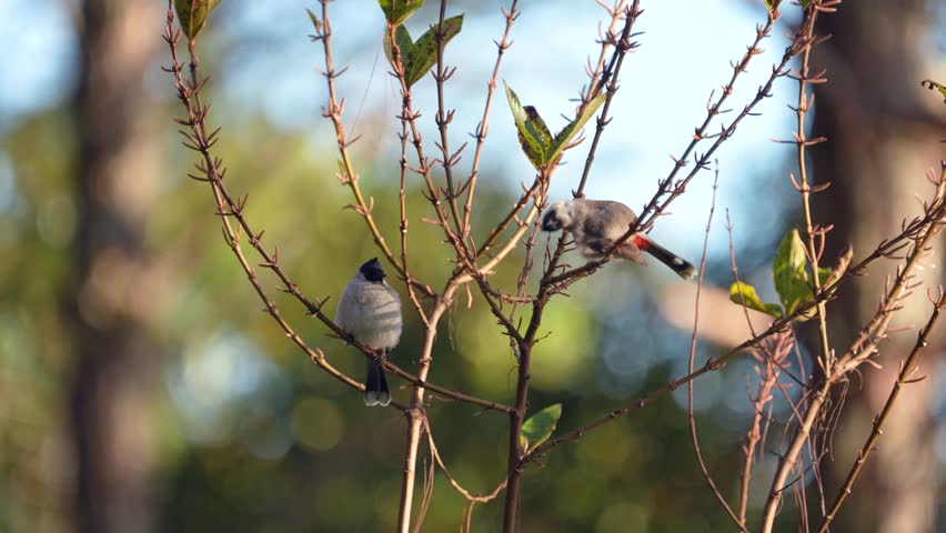 red-vented bulbul (Pycnonotus cafer) birdwatching in the forest.